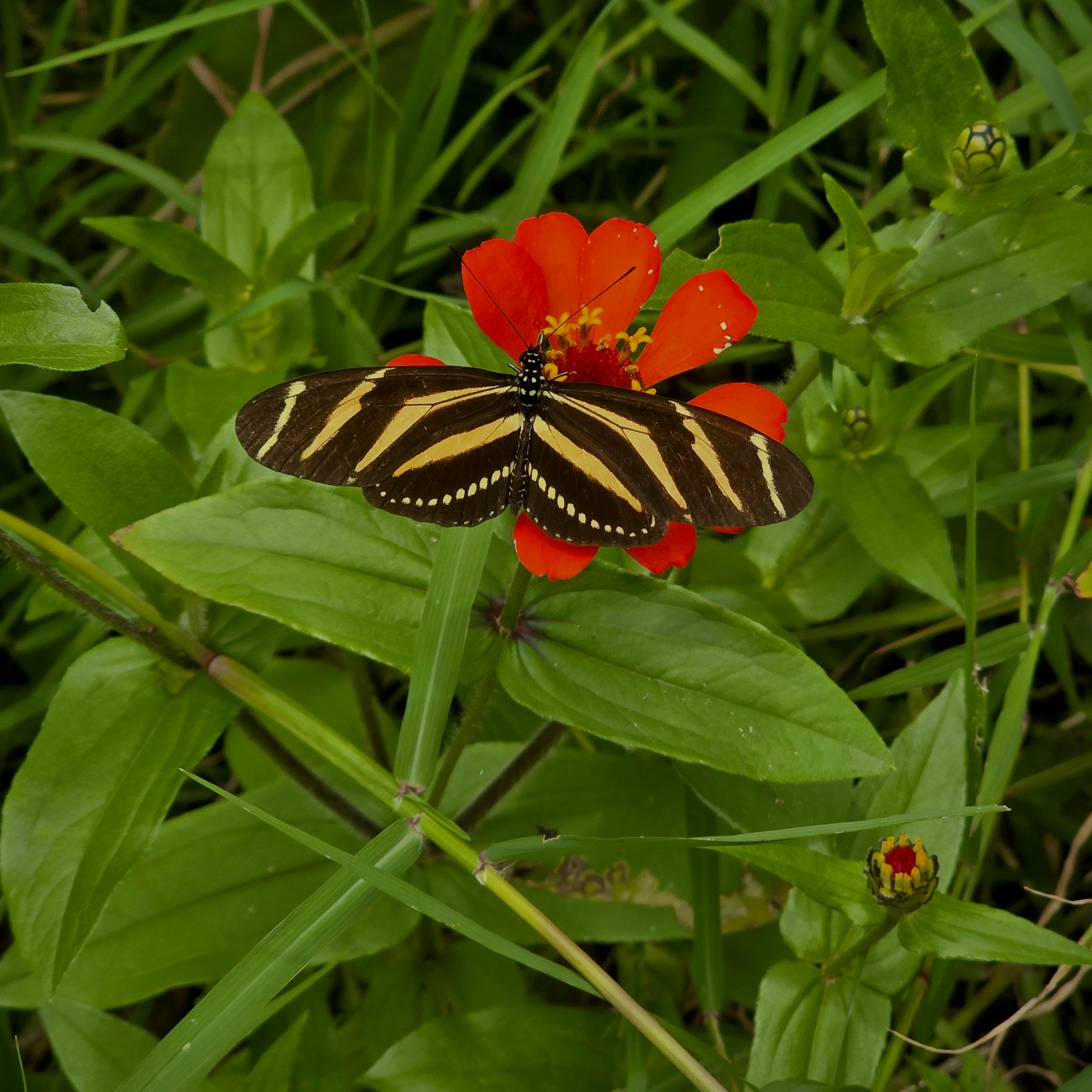 Mariposa decorativa en la naturaleza